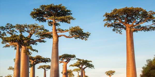 L'Intrédient le Baobab
